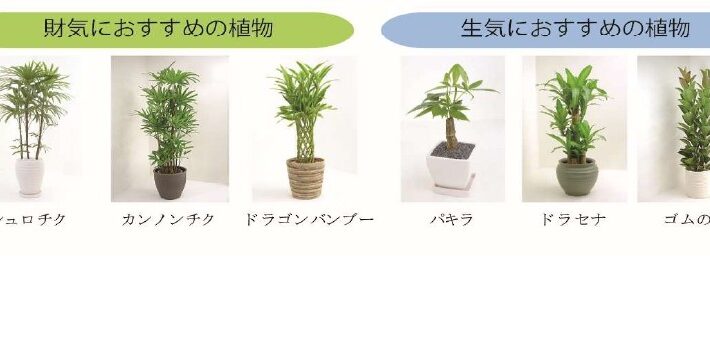 観葉植物_page-0001