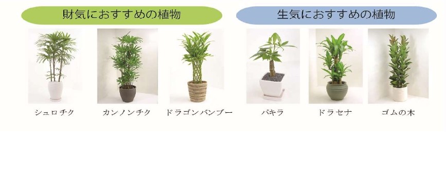 観葉植物_page-0001